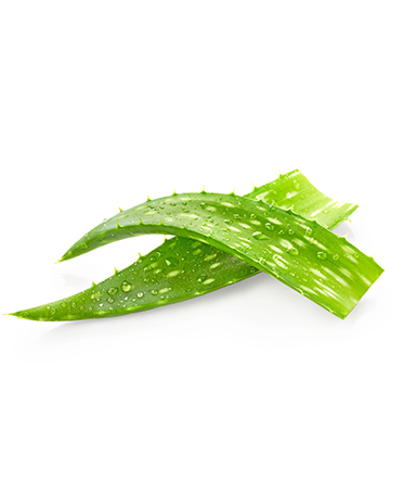 LAV-Aloe Leaf