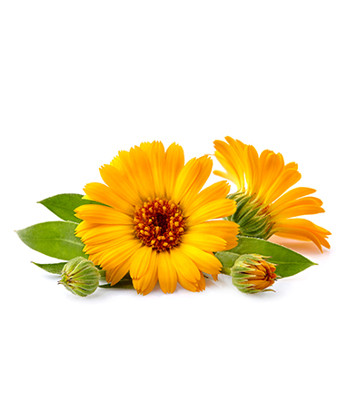 LAV- Calendula Flower Extract