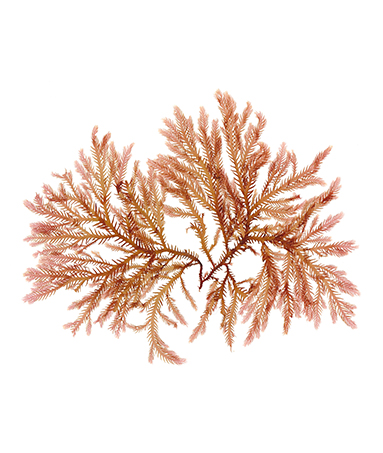 LAV- Coral Seaweed