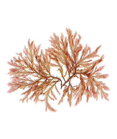 LAV- Coral Seaweed LAV- Coral Seaweed