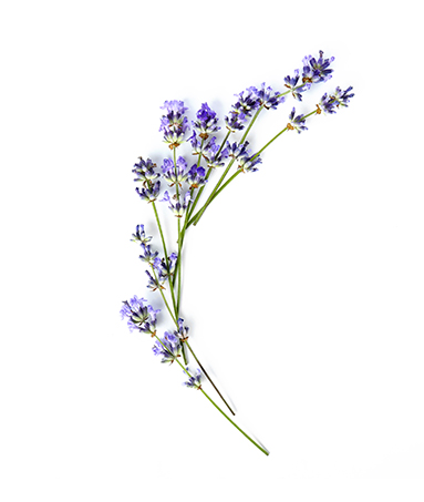 LAV- Lavender Extract LAV- Lavender Extract