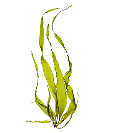 LAV- Sea Algae Extract LAV- Sea Algae Extract