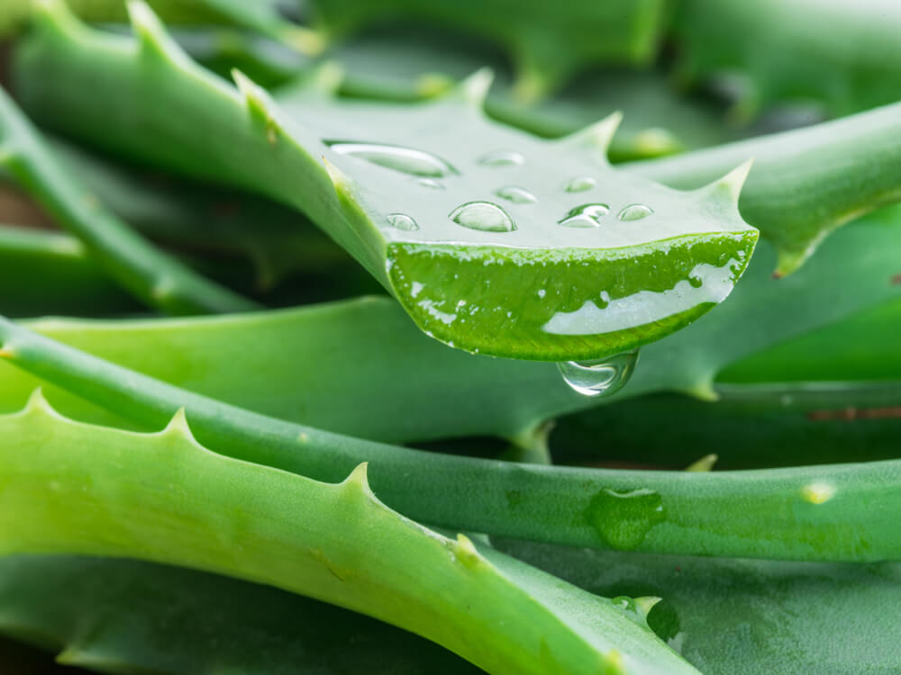 Aloe vera, which can be found in the Marine Deep Moisturizer