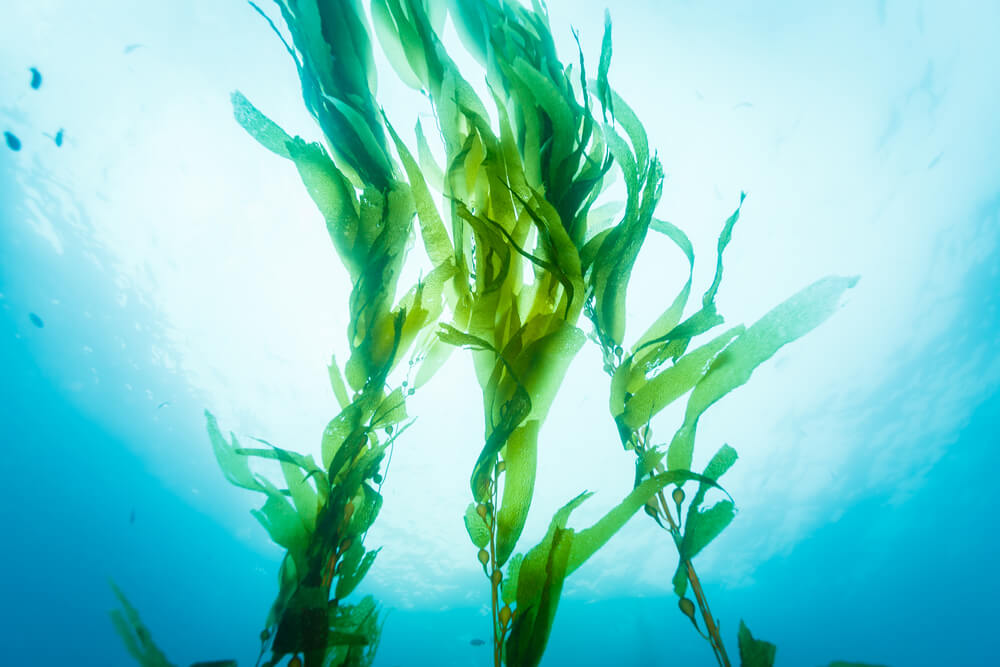 Seaweed in water