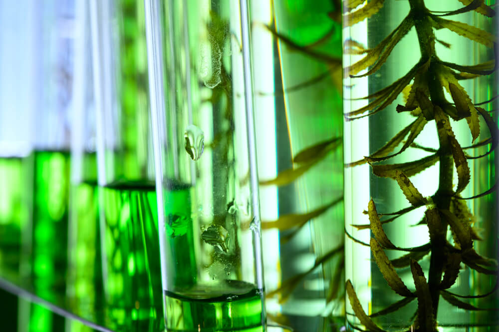 Blue algae in test tubes