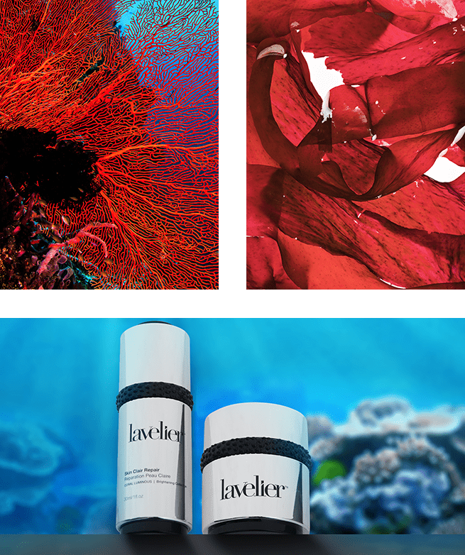 Lavelier Coral Seaweed seaweed and products