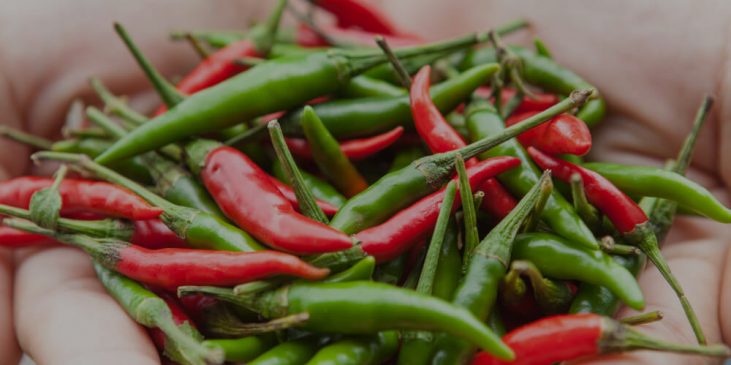 Hands holding chillies