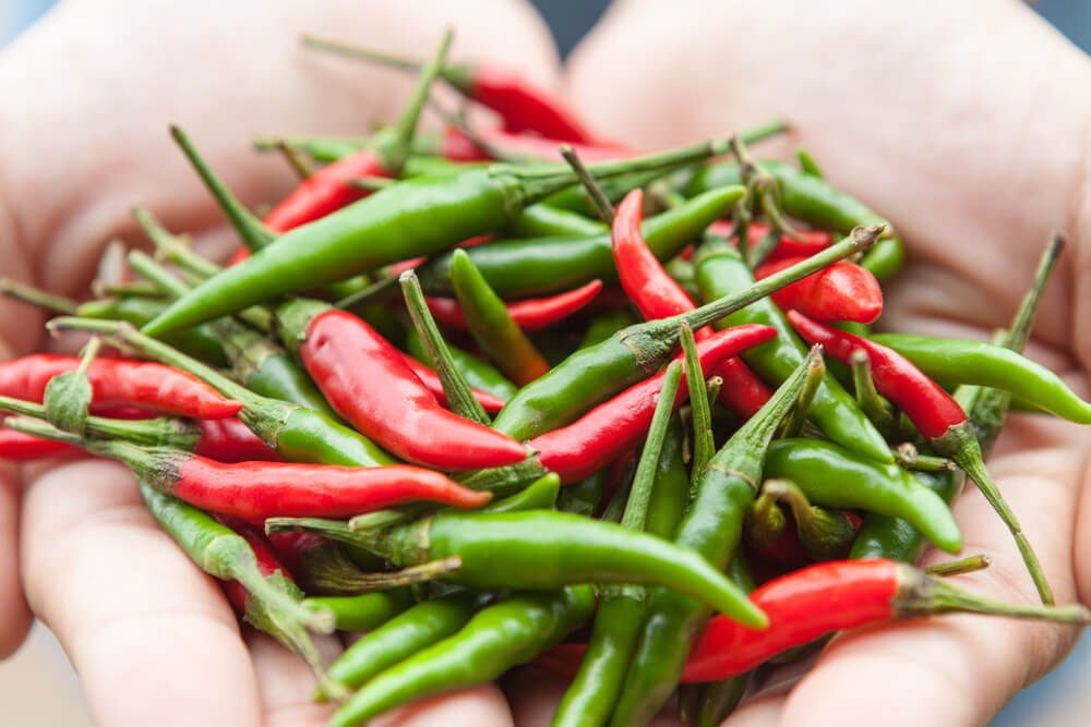 Hands holding chillies