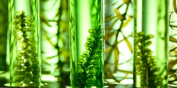 Microalgae