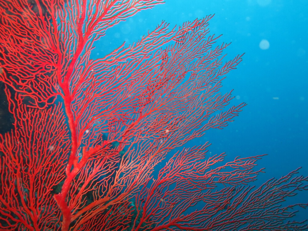 Red coral seaweed