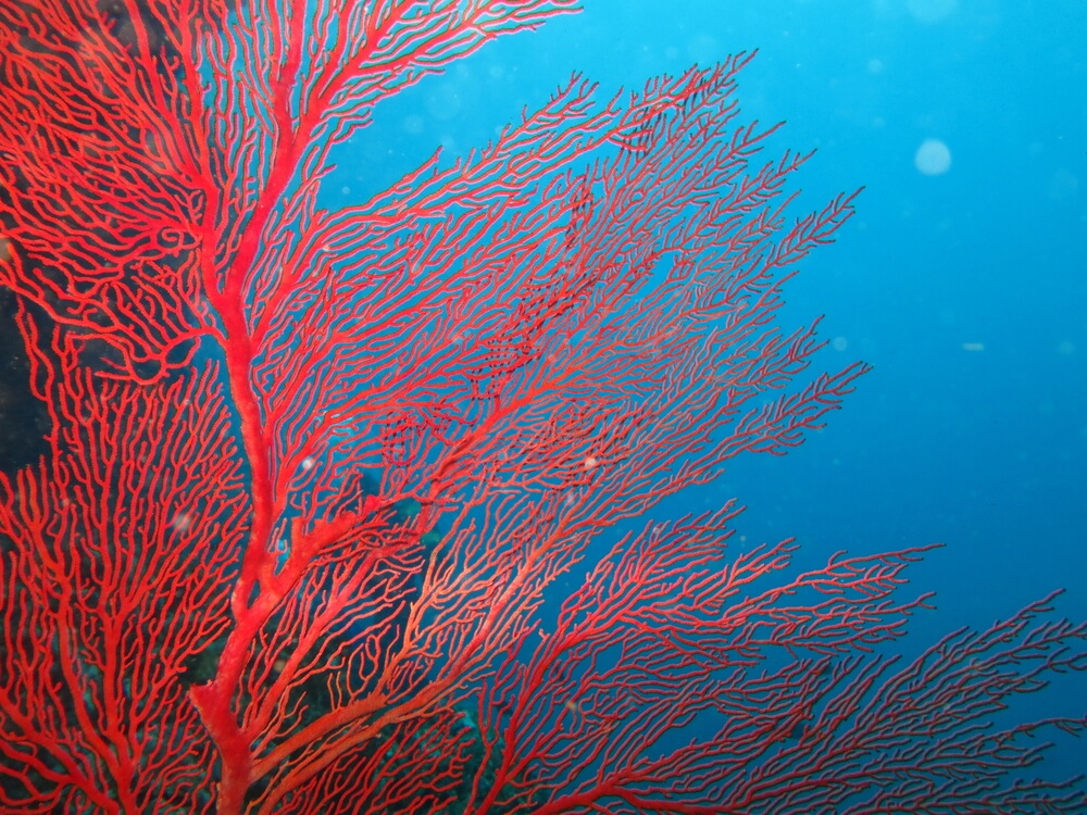 Red coral seaweed