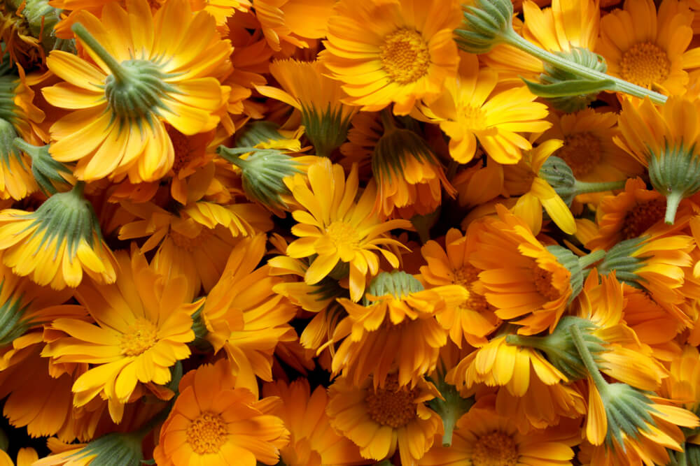 Calendula