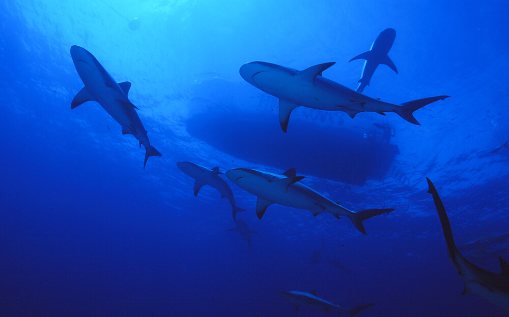 Sharks underwater