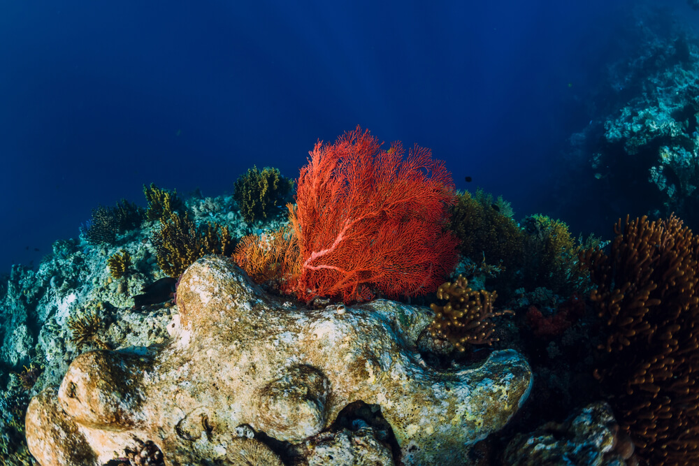 Seaweed underwater