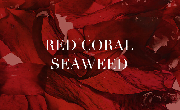 Red Coral Seaweed