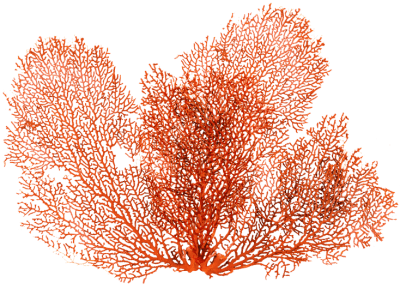 Red Coral Red Coral