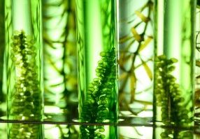 Microalgae