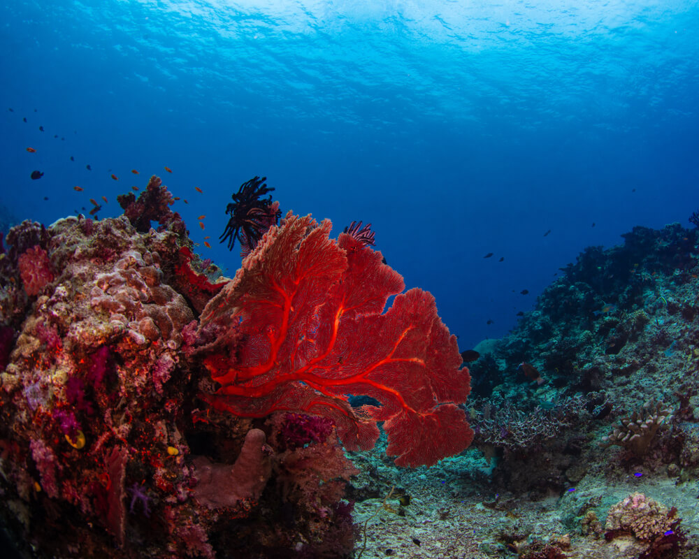 ocean red coral